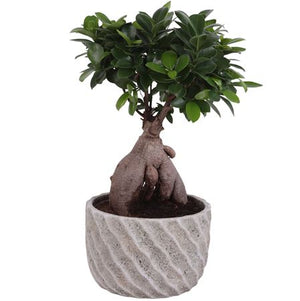 Ficus Ginseng Bonsai (Ficus microcarpa) – 20cm Ceramic Pot