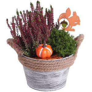 Autumn Outdoor Plant Arrangement – 17cm Zinc Pot