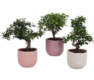Indoor Bonsai Tree – 14cm Pot, Approx. 35cm Tall