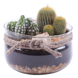 Mixed Cactus Arrangement in Glass – 15cm Pot