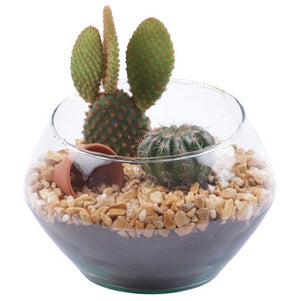 Mixed Cactus Arrangement in Glass – 15cm Pot