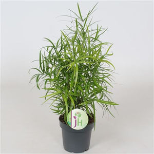Asparagus Falcatus Fern – 12cm Pot