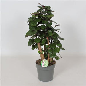 Polyscias Fabian Ming Aralia – 17cm Pot, 60cm High