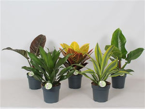 Mixed Green Houseplant Collection – 17cm Pot