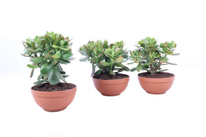 Crassula Sunset Succulent – 17cm Pot