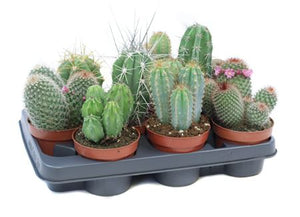 Cactus Mix – 10.5cm Pot