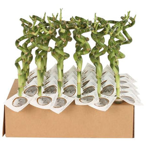 Lucky Bamboo Spiral (Dracaena sanderiana) – 5cm Pot