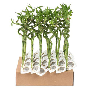 Lucky Bamboo Spiral Stem – Up to 45cm