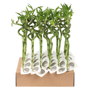 Lucky Bamboo Spiral Stem – Up to 45cm