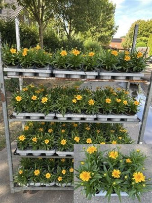 Coreopsis Grandiflora ‘Core’ – 13cm Pot