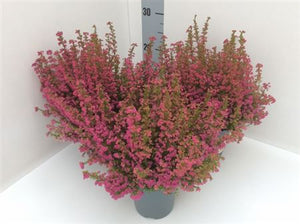 Summer-Flowering Erica gracilis – 11cm Pot, 30cm Height