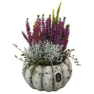 Autumn Outdoor Plant Arrangement – 17cm Ornamental Pot