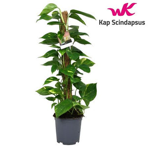 Golden Pothos (Epipremnum aureum) – 19cm Pot