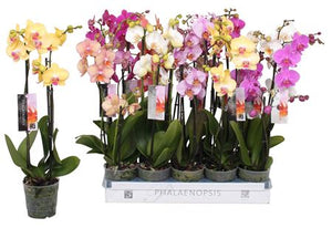 Mixed Phalaenopsis Orchid – 12cm Pot, 60cm High