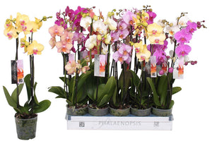 Mixed Phalaenopsis Orchid – 12cm Pot, 60cm High