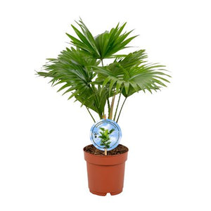 Livistona Rotundifolia Parlour Palm – 14cm Pot