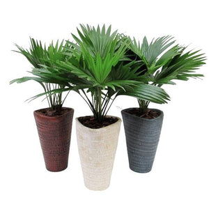 Lady Palm (Livistona rotundifolia) – 16cm Pot