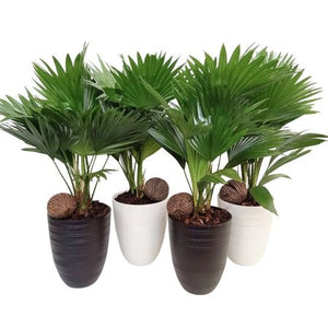 Livistona Rotundifolia Palm – 14cm Ceramic Pot
