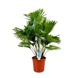 Livistona Rotundifolia Fan Palm – 17cm Pot