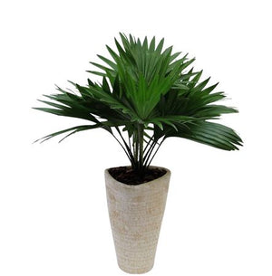 Lady Palm (Livistona rotundifolia) – 16cm Pot