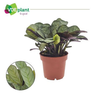 Ctenanthe Amagris Prayer Plant – 12cm Pot