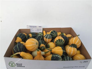 Decorative Pears – Bicolour Ornamental Fruit