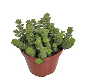 Hottentot Crassula (Crassula marnieriana) – 9cm Pot