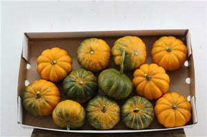 Mixed Ornamental Cucurbita Fruits – Decorative Display
