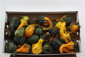 Mixed Indian Ornamental Cucumbers – Decorative Fruit