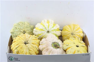 Mixed Ornamental Cucumbers – Decorative Display