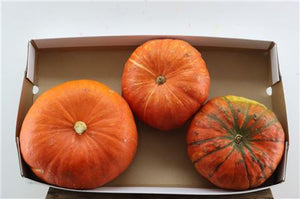 Decorative Mixed Cucurbita Gourds – Set of 3