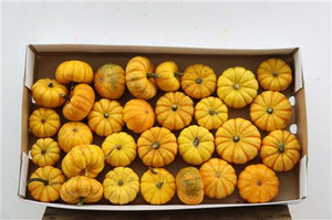 Mixed Ornamental Mini Pumpkins – Decorative Fruit Bunch