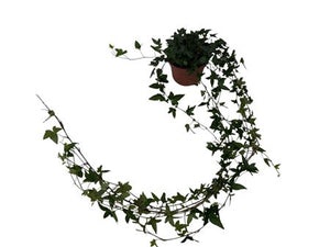 Shamrock Ivy (Hedera helix) – 13cm Pot