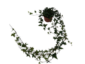 Shamrock Ivy (Hedera helix) – 13cm Pot