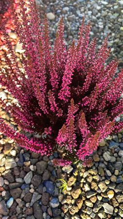 Blue Dyed Heather (Calluna vulgaris) – 9.5cm Pot