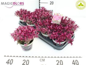 Hebe Magicolors Mixed Garden Plant – 12cm Pot