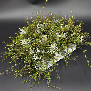 Silver Bush (Leucophyta brownii) – 7cm Pot