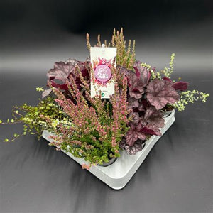 Tiny Stars Autumn Mix – 6cm Pot