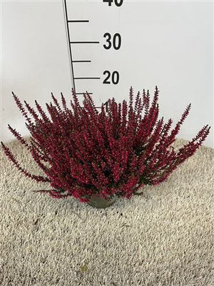 Garden Girls Heather (Calluna vulgaris) – 12cm Pot