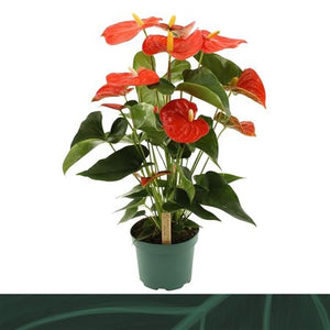 Anthurium Flamingo Flower Plant – 17cm Pot, 60cm Tall