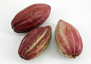Red Theobroma Cacao Ornamental Fruit – 5 Pieces