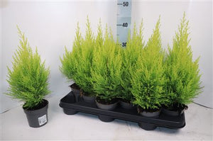 Goldcrest Lemon Cypress (Cupressus macrocarpa) – 10.5cm Pot