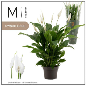 Peace Lily (Spathiphyllum) ‘Strauss’ – 13cm Pot