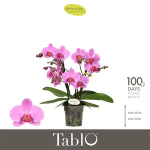Pink Phalaenopsis Orchid 'Pink Lady' – 3 Stem, 12cm Pot