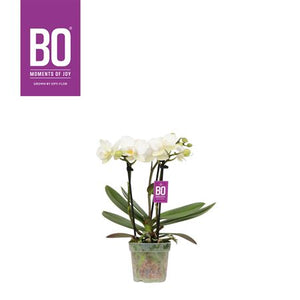 Mini White Phalaenopsis Orchid – 7cm Pot