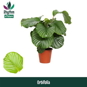 Calathea Orbifolia ‘Rhythm Of’ – 19cm Pot