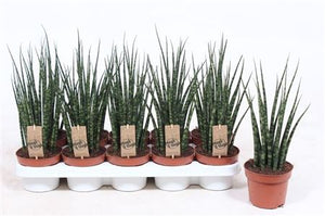 Sansevieria Fernwood Mikado – 12cm Pot, 40cm High