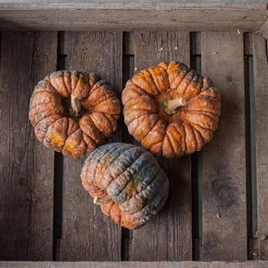 Hayato Muskaat Ornamental Squash – 13cm+ Fruit
