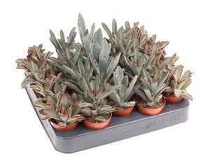 Panda Plant (Kalanchoe tomentosa) – 5.5cm Pot