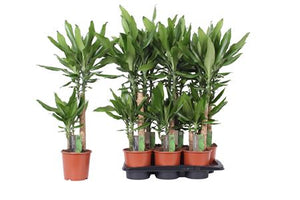 Dracaena fragrans Green Houseplant – 17cm Pot, 80cm High